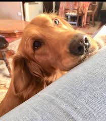 Puppies with their immature immune systems, having been abandoned have a high potential for health problems in the first year. Happy Paws Puppy Rescue Happypawspuppy1 Twitter