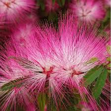 Image result for Calliandra tweedii