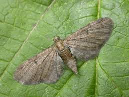 Image result for Eupithecia trisignaria