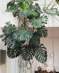Giant Indoor Hanging Monstera By I Pinimg Com Olivrahomedecor Monstera Monsteradeliciosa Monsteraleaf Plantg Plants Indoor Plants Philodendron Monstera