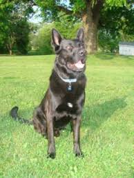 Loves people, other dogs, guns and. German Shepherd Puppies Michigan Hoobly Pets Lovers