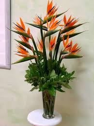 Paradise flowers is an apparel & fashion company based out of 5341 pearl rd, cleveland, ohio, united states. A Dozen Birds Of Paradise Oak Lawn Il Flower Shop Local Florist Chicago Lucy S Flowers And Gifts