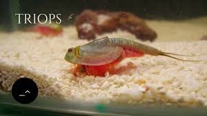 Creating A Tadpole Shrimp Tank Sea Monkeys Included Sea Monkeys Shrimp Tank Monkey