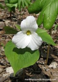 On This Day Linnaeus Publishes Major Work Morton Grove Trillium Linnaeus Plant Classification Carl Linnaeus