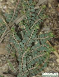 Image result for Euphorbia serpens