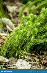 Image result for Lycopodium