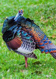 Wild Birds That Look Like Turkeys 17 Cool Birds That Throw Some Serious Shade Pictures Facts Turkey Bird Most Beautiful Birds Colorful Birds