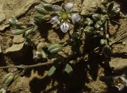 Image result for Polycarpaea prostratum