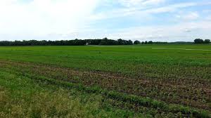 Why is there a helicopter spraying fields- Should you be worried?