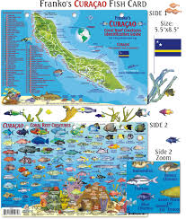 Curacao Reef Creatures Guide Frankos Fabulous Maps Of