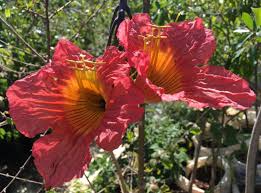 Image result for Fernandoa magnifica