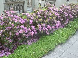 Iris Integrated Rhododendron Plants Garden