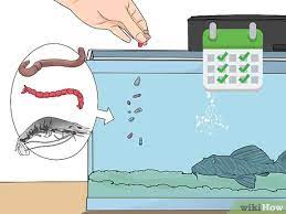 3 Ways To Feed A Pleco Wikihow