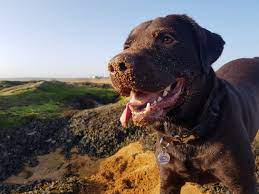 Owning A Labrador Guide Barking Mad Uk