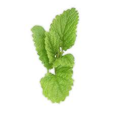 Pepermint Png Image Pepermint Pepermint Plant Mint Plants