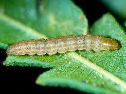 Image result for Argomuellera