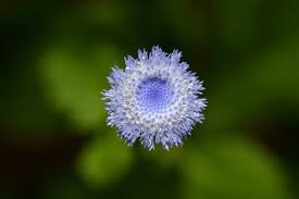 Image result for Crassocephalum rubens