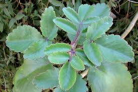 Image result for Bryophyllum