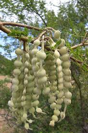 Image result for Acacia grandicornuta