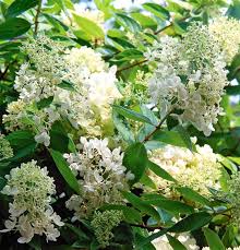 The results of this campaign designated a single plant species to a county or metropolitan area in the uk and isle of man. 10 Best Flowering Trees And Shrubs For Adding Color To Your Yard Better Homes Gardens