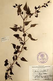 Image result for Rubia cordifolia