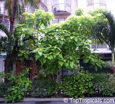 Image result for Pisonia