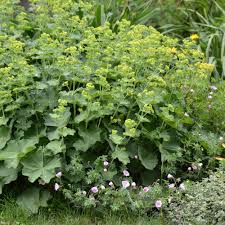 Image result for Alchemilla kiwuensis