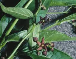 Image result for Cynanchum obtusifolium