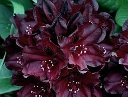 Rhododendron Black Widow Dark Dark Red Almost Black Etsy In 2020 Season Plants Rhododendron Red Plants