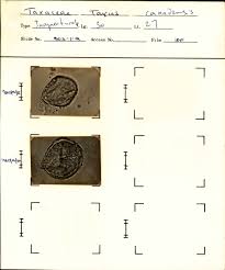 Image result for Elatostema paivaeanum