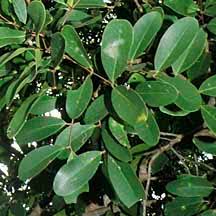 Image result for Xylocarpus