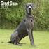 Great Dane Dog Breed Information - American Kennel Club