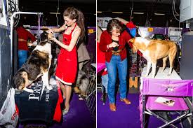 The 145th westminster kennel club dog show kicked off saturday at lyndhurst estate in tarrytown, new york. Backstage At The Westminster Dog Show The Atlantic