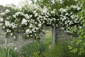 Check spelling or type a new query. Rambling Rector David Austin Roses Climbing Roses English Roses
