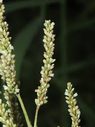 Image result for Persicaria barbata