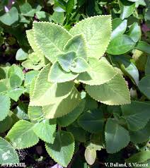Image result for Plectranthus alboviolaceus