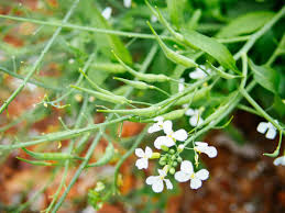 They can be purchased at pierre's general store, at jojamart, from the magic shop boat at the night market on winter 16, and occasionally from the traveling cart. How To Eat Radish Seed Pods Pickle Them Garden Betty