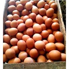 Penetasan telur ayam merupakan hal yang diharapkan untuk berhasil oleh para peternak ayam. Jual Telur Ayam Negeri Terbaru Juni 2021 Blibli