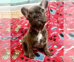 French bulldog · phoenix, az. French Bulldog Puppies For Sale Near El Mirage Arizona Usa Page 1 10 Per Page Puppyfinder Com
