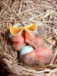 Feed Us Please Blue Bird Beautiful Birds Pet Birds