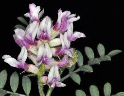 Image result for Astragalus