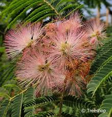 Image result for Albizia brevifolia