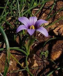Image result for Romulea camerooniana