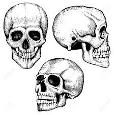 This time we will consider a halloween version that will show you how to draw a human skeleton. Hand Drawn Vector Death Scary Human Skulls Collection Skeleton Royalty Free Cliparts Vectors And Stock Illustration Image 63723741