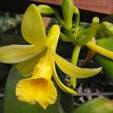 Image result for Vanilla polylepis