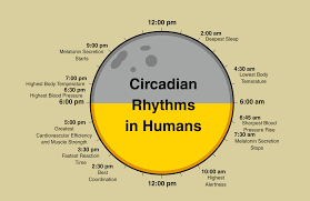 Quotes About Circadian Rhythm 30 Quotes