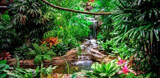 There was something about the clampetts that millions of viewers just couldn't resist watching. Trivia Quiz What Do You Know About Tropical Rainforest Proprofs Quiz