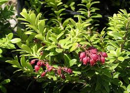 Image result for Vaccinium madagascariense