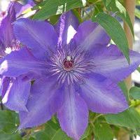 Highly fragrant, this one is a fast growing deciduous jasmin variety. Clematis Edda Trade Evipo074 Bonsais