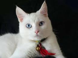 Ojos azules are a relatively new breed of domestic cat. Ojos Azules Cat Info History Personality Kittens Diet Pictures Cat Breed Selector